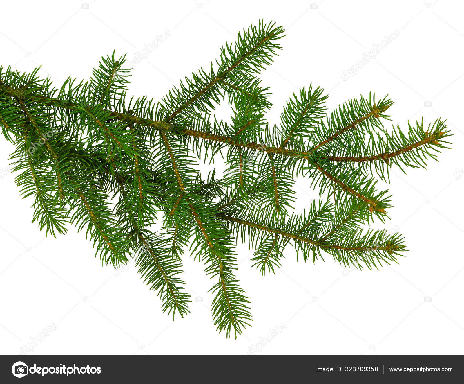 Pine branch / pine-tree twig. Spruce . fir-tree. Decoration for Stock Photo  by ©fosonya 323709350